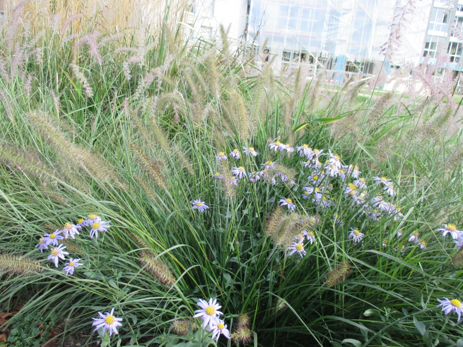 201426 Spital Merlach Murten Bild 4*